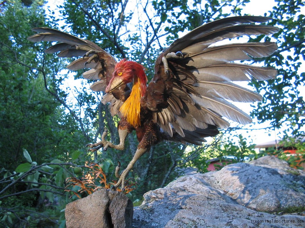 Pronunciation archaeopteryx Archaeopteryx